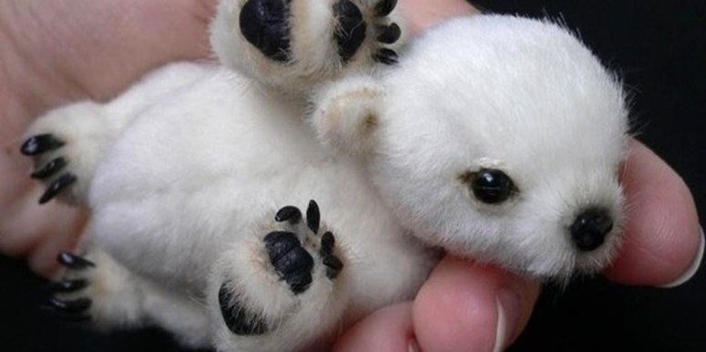 newbornpolarbear.jpg