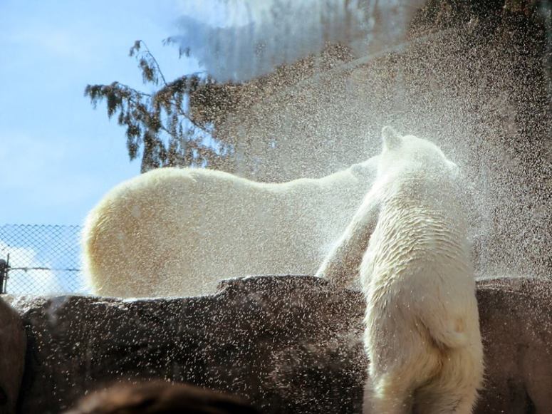 polarbearstoledozoo.jpg