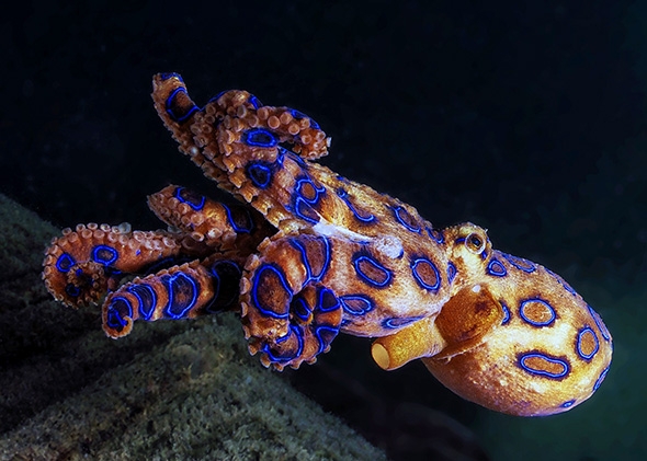 blueringedoctopus.jpg