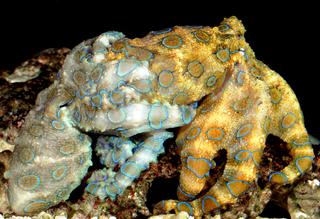 blueringedoctopusmating.jpg