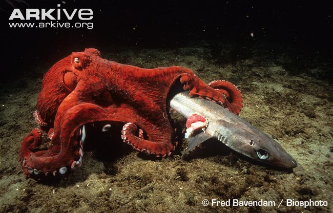 octopusvs.shark.jpg