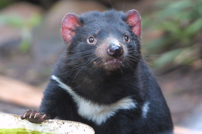 tasmaniandevil4.jpg