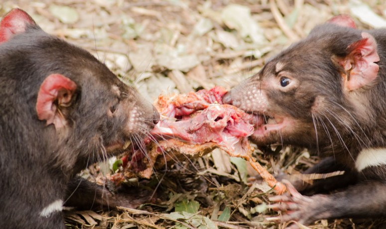 tasmaniandevil6.jpg