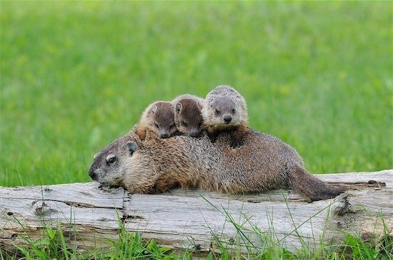 babygroundhogs