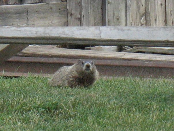 groundhoggreenfieldvillage.jpg