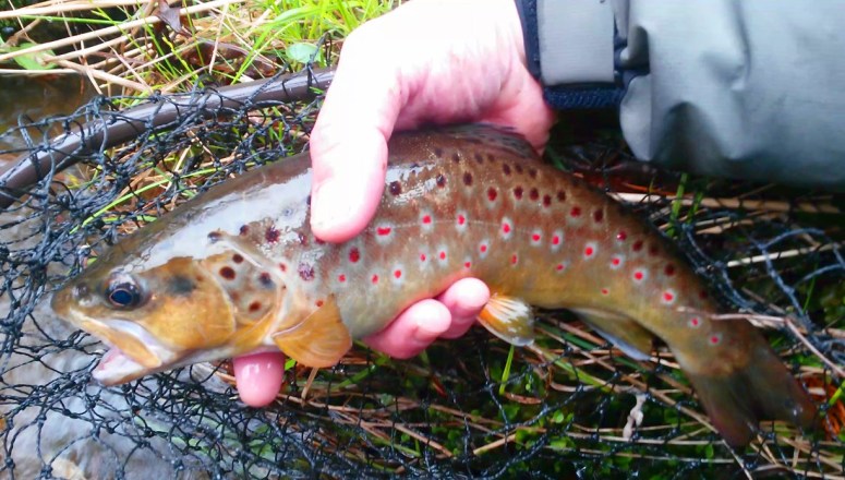 Skoeys Brown Trout.jpg
