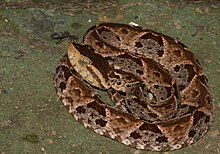 220px-Bothrops_asper_(Panama)_coiled.jpg
