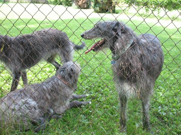 deerhounds.jpg