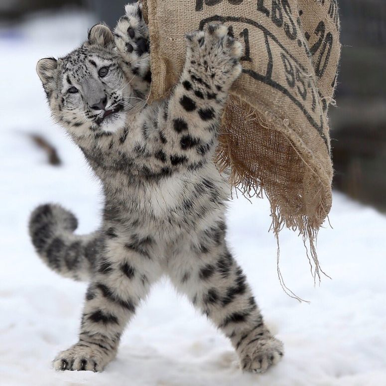 snowleopard.jpg