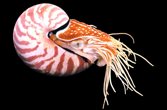 animals-nautilus-slide1-web.jpg