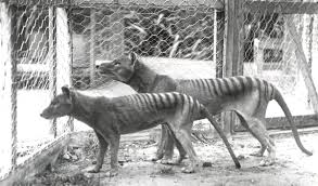 thylacine
