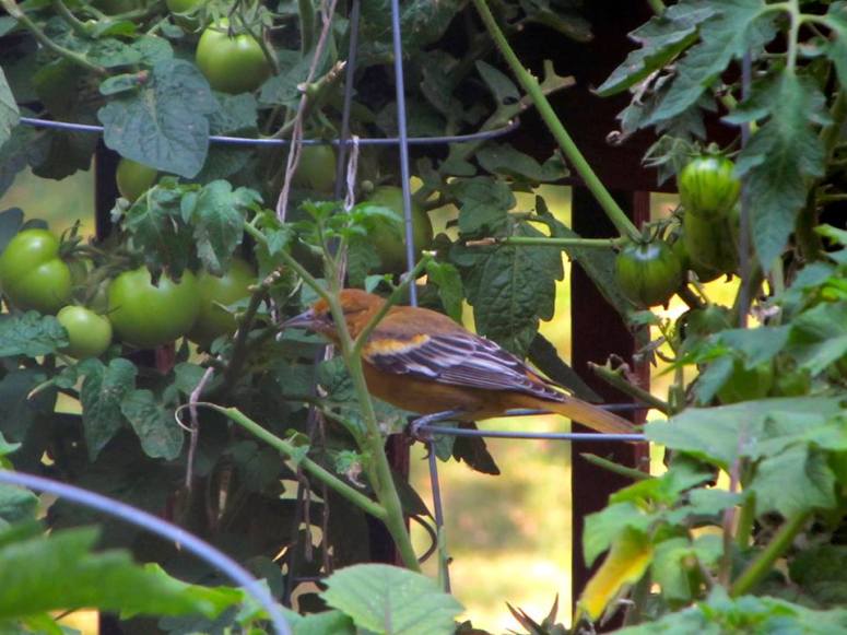 teenoriole1.jpg