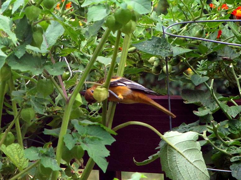 teenoriole3