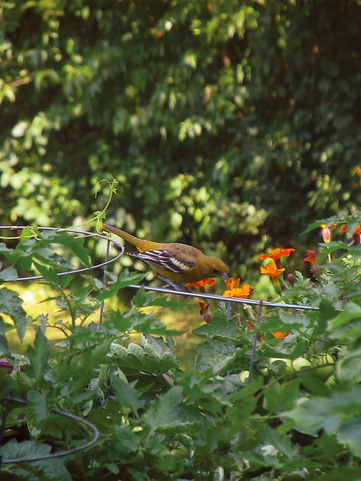 teenoriole5.jpg