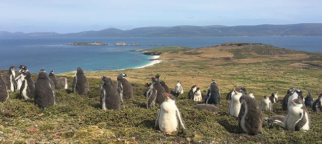 the-penguins-of-the-Falkland-Islands.jpg