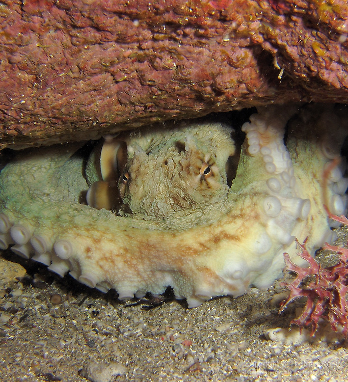 Octopus-hiding-under-a-Rock-Kenting-21Mar10-C-135-3.jpg