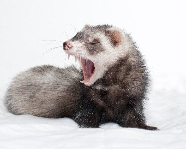 ferret-teet-and-dental-care-for-ferrets-thinkstock-177817907