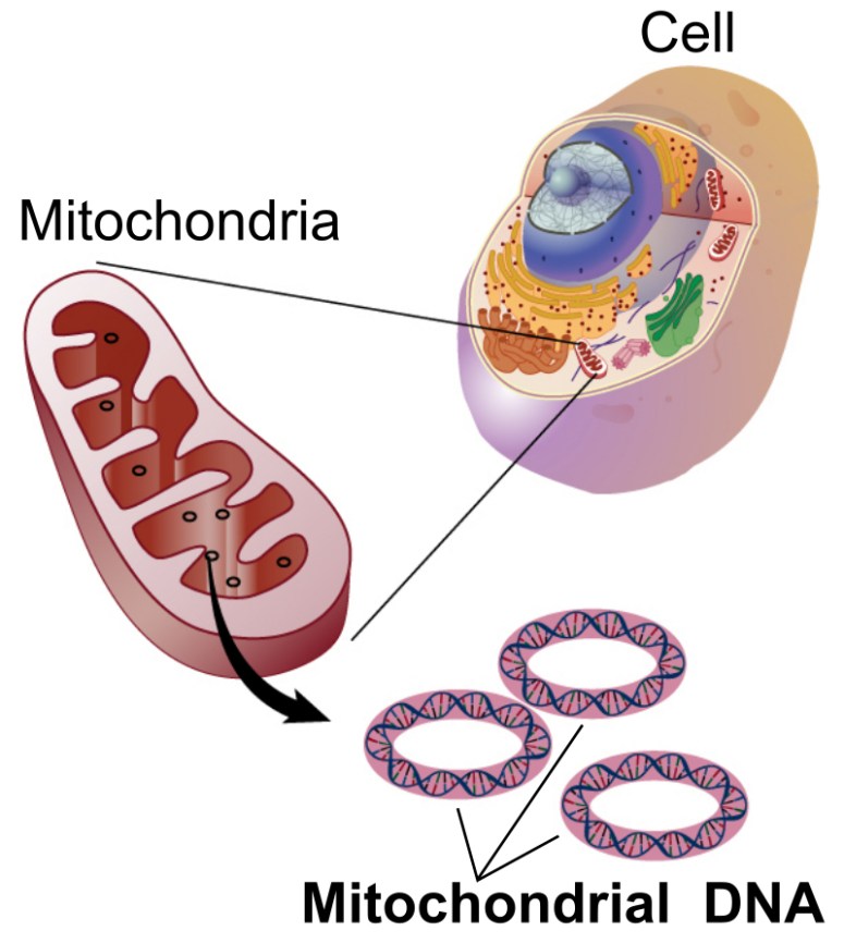 Mitochondrial_DNA_lg